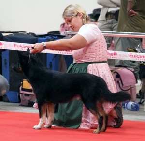 Samur im Ausstellungsring