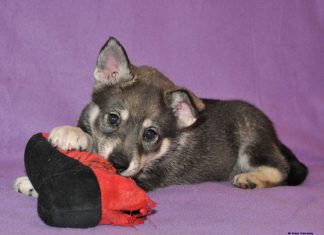 Abenteuer Wurf – Wurfplanung und Deckung – Erster Teil Schuh kl