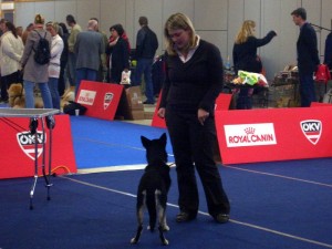 Tundra bei der Hundeausstellung