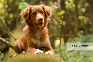 Hundefotografie richtig gemacht