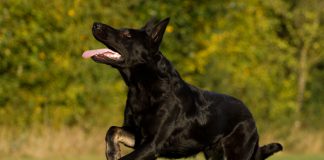 Tierfotografie - Hund