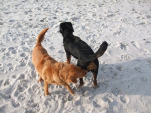 Hunde spielen im Sand