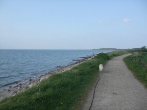 Hund geht am Strand spazieren