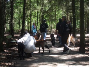 Hunde beim Gruppenspaziergang