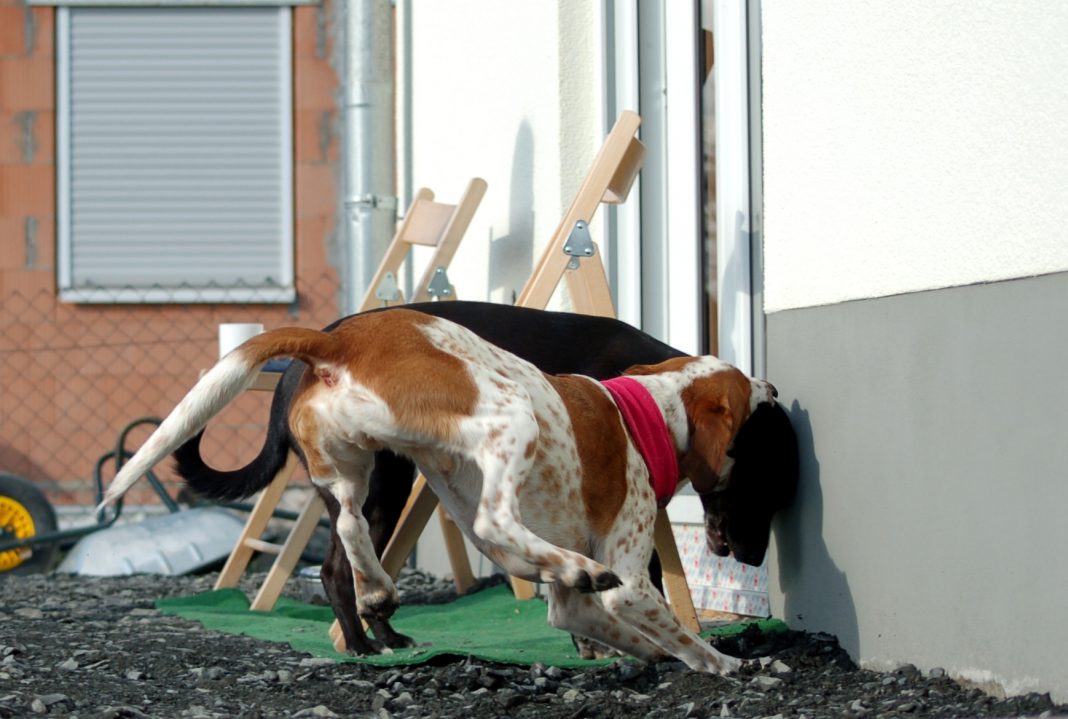 Verteidigung im Notfall Wenn der eigene Hund angegriffen wird