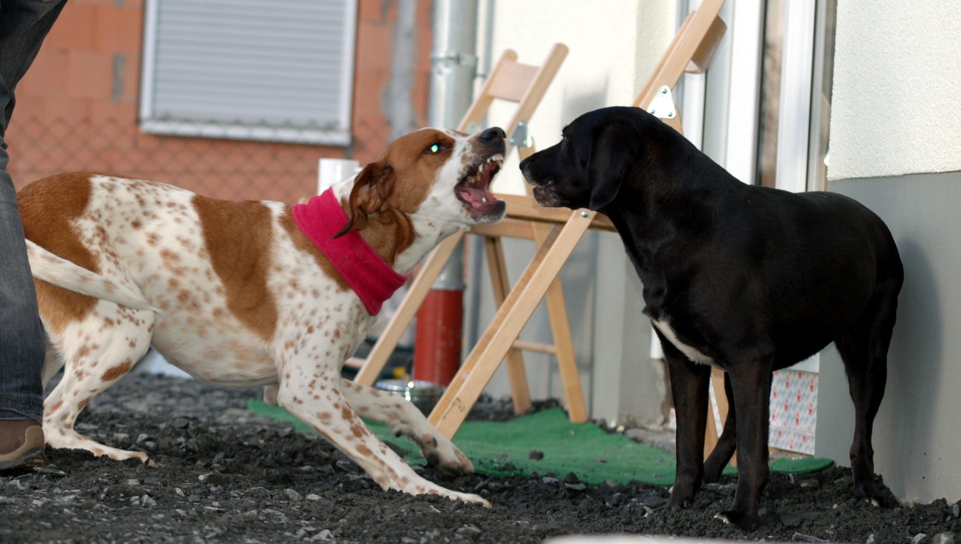 eigenen hund töten