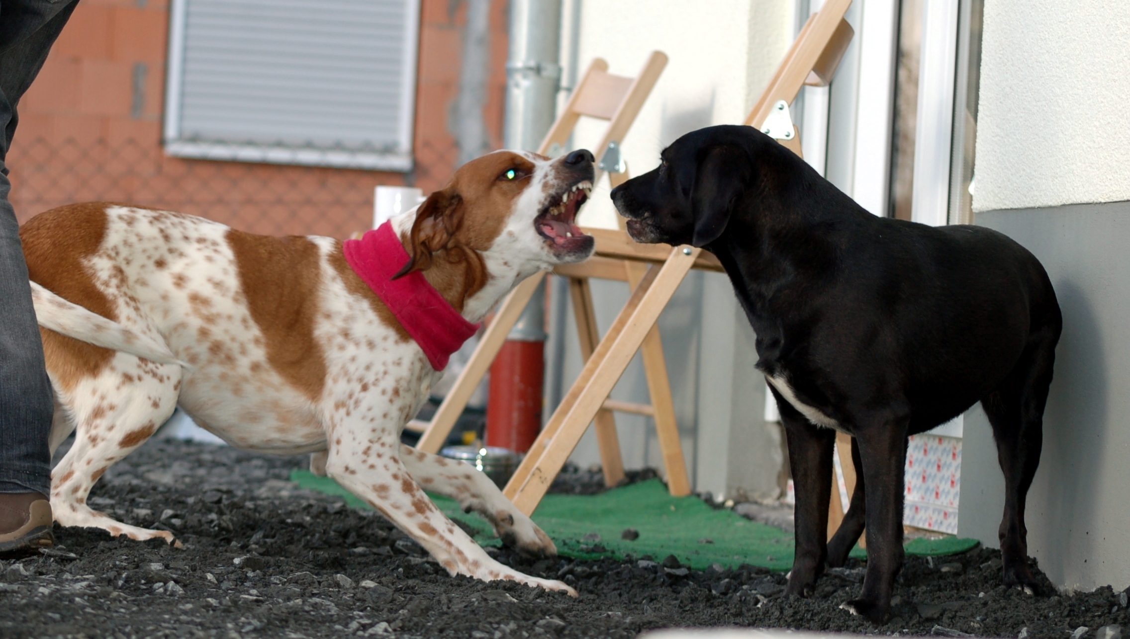 Verteidigung Im Notfall Wenn Der Eigene Hund Angegriffen Wird