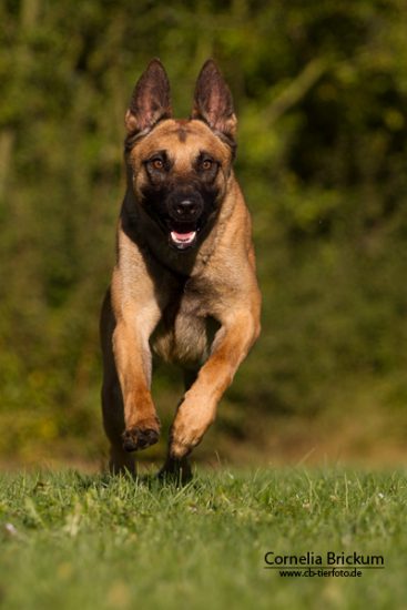 Hund läuft auf einer Wiese fotografieren