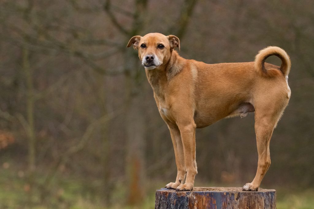 Hund auf Baumstumpf