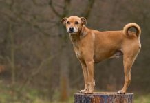 Hund auf Baumstumpf