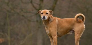 Hund auf Baumstumpf