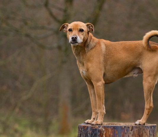 Hund auf Baumstumpf