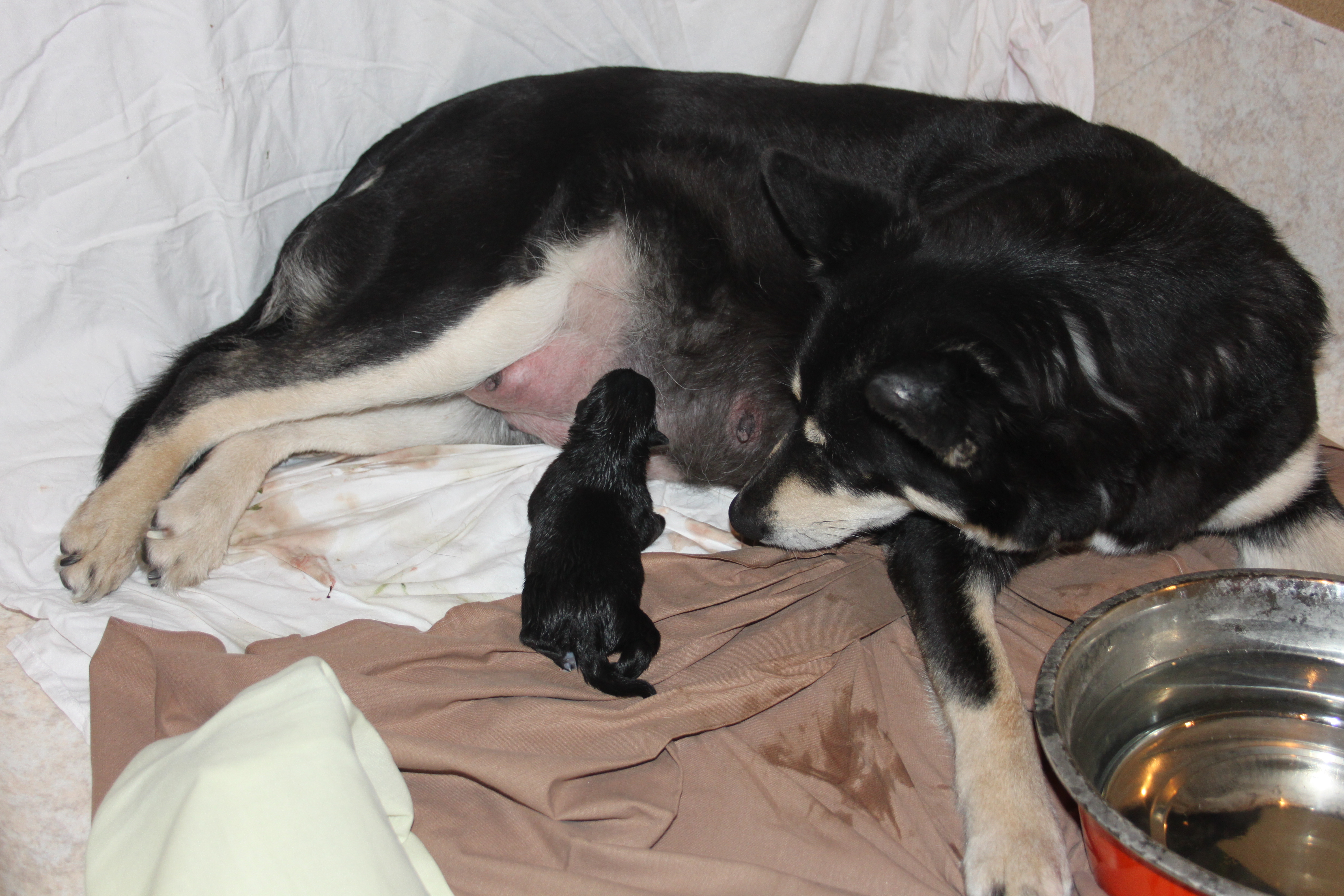 Abenteuer Wurf - Die Geburt – Vierter Teil - planethund.com