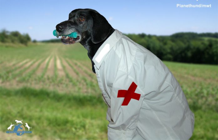 Hund Erste Hilfe Dr. Who