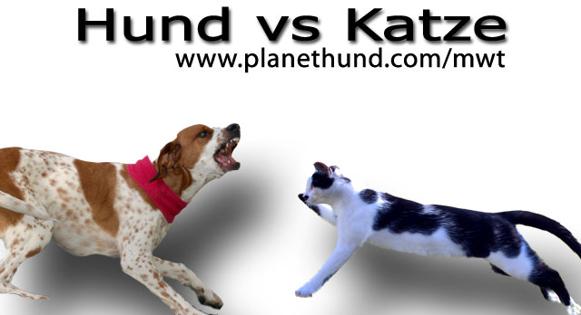 holdall krøllet Se insekter Hund vs Katze - planethund.com