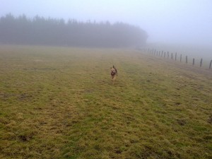 Hund auf Wiese im Nebel