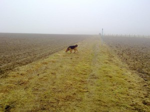 Stöbersuche Hund