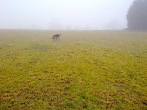 Hund bei der Nasenarbeit