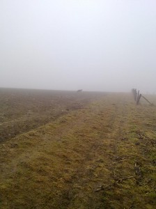 Hund im Nebel