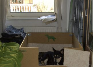 Tundra in ihrer Wurfkiste