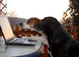 Hunde vor Laptop, Foto: Melanie