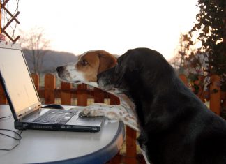 Online Hundetraining: Sinnvoll? Hunde vor Laptop, Foto: Melanie
