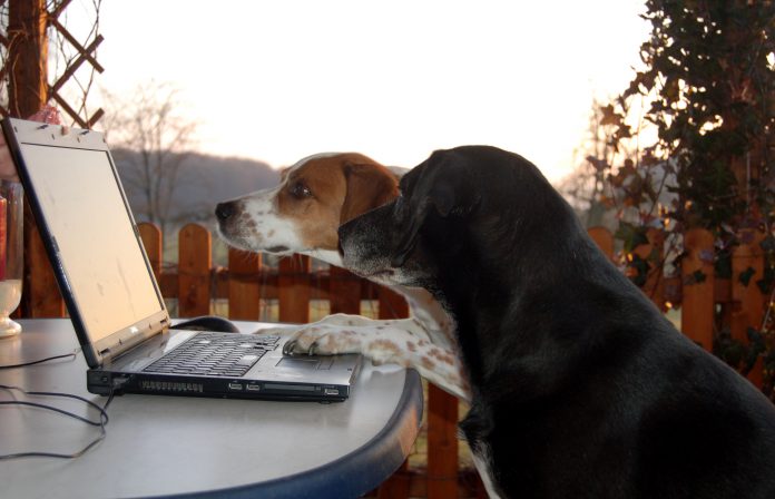 Hunde vor Laptop, Foto: Melanie