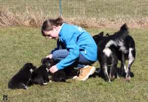 Welpen am Hundeplatz