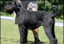 Riesenschnautzer