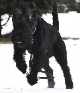 Riesenschnauzer Chiara Training