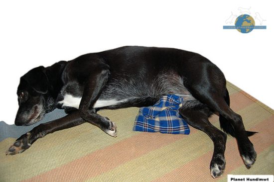 Hund Erste Hilfe Seitenlagerung Wärmekissen