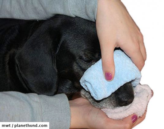 Hund hat Nasenbluten Erste Hilfe Hund