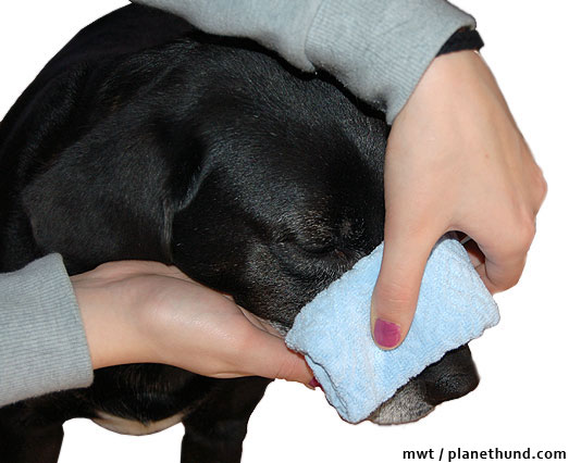 Hund hat Nasenbluten - Erste Hilfe Hund Nasenbliten