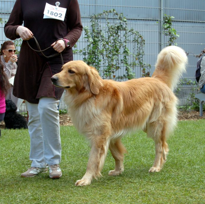 Tiermesse Dortmund, Foto: Melanie