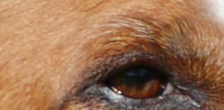 auge-hund