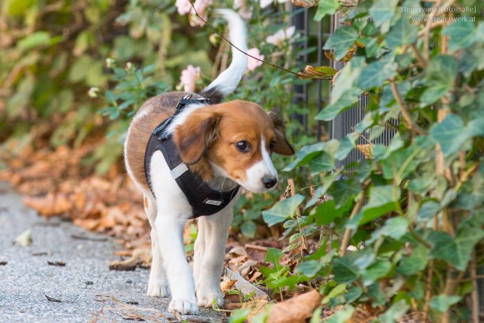 Hunde in Graz