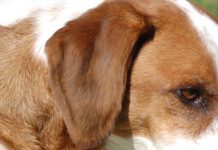 ohr-hund