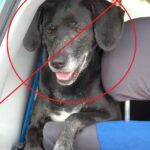 Hund im Auto, Foto: Melanie