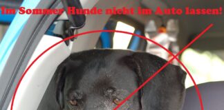 Hund im Auto, Foto: Melanie