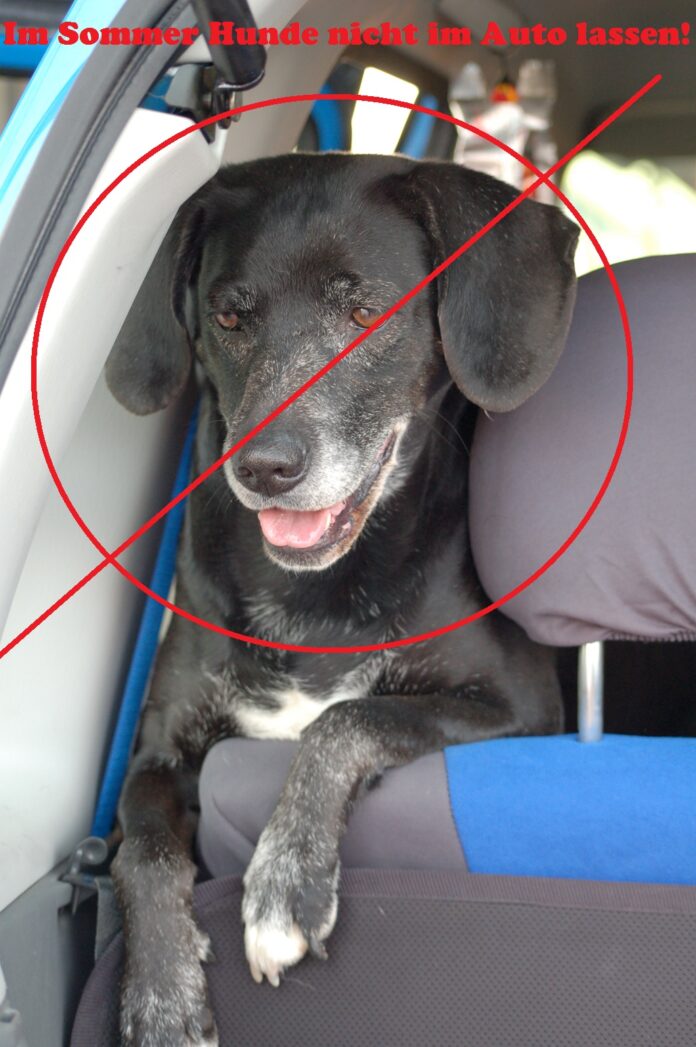 Hund im Auto, Foto: Melanie