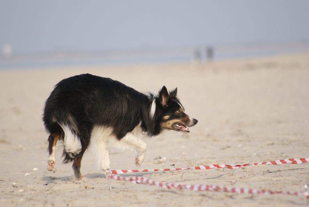 Schwarzer Hund beim Longieren