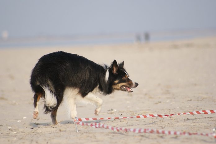 Dino beim Longieren, Foto: Nina