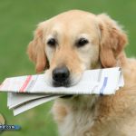 Planet Hund Neuigkeiten
