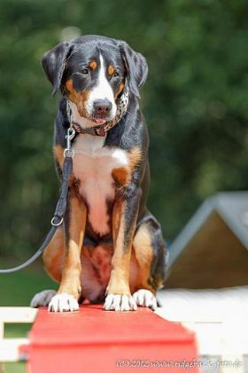 Großer Schweizer Sennenhund, Foto: Lena