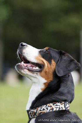 Großer Schweizer Sennenhund, Foto: Lena