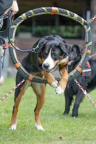 Großer Schweizer Sennenhund Training