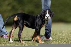 Großer Schweizer Sennenhund beim Spazieren gehen