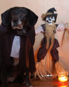 Hunde Halloween Kostüm