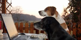 Beispielbild für Hunde im Büro, Foto: Melanie