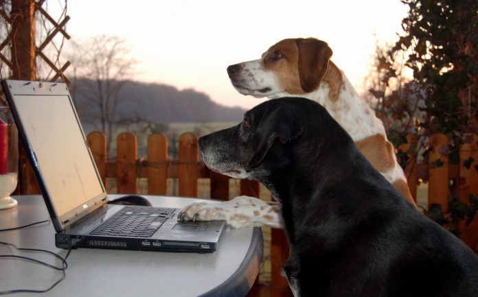 Beispielbild für Hunde im Büro, Foto: Melanie